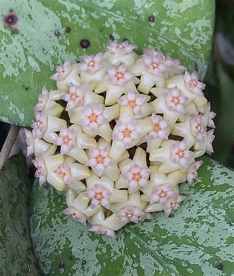 Hoya Cv Michelle Tropics Home