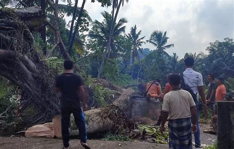 Hujan Deras Disertai Angin Kencang Pohon Berusia Ratusan Tahun Tumbang