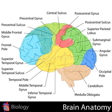 Brain Anatomy. Easy to edit illustration of Brain Anatomy diagram , # ...