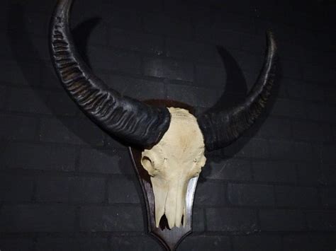 Water Buffalo Skull Bubalus Bubalis 22 Cm 88 Cm 87 Cm Non