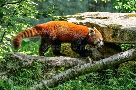 Il Panda Rosso Ailurus Fulgens Chiamato Anche Panda Minore Immagine