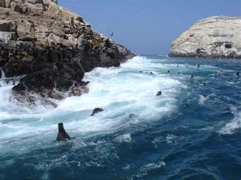 Swimming With Sea Lions In Palomino Islands Getyourguide