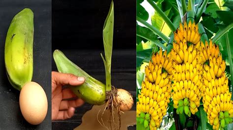 How To Propagate Banana Tree Using Egg From Banana Rapidly Banana Tree Growing In Egg Youtube