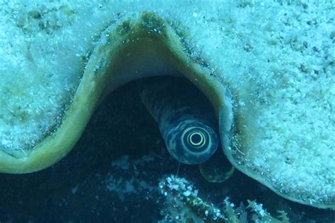 Iconic Important And Threatened Species On Turneffe Atoll Turneffe