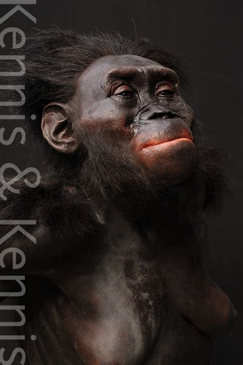 Australopithecus Afarensis Lucy Kennis Kennis Reconstructions