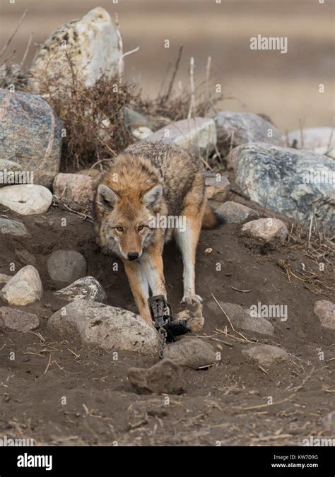 Wiley Coyote Hi Res Stock Photography And Images Alamy