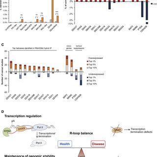 Design Of Rna Dna Hybrid Ip Method In Hela Cells A Rna Dna Hybrid Ip