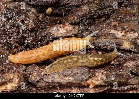 Yellow Slug Limax Flavus Adult Crawling On Birch Branch During