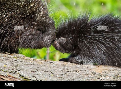 North american porcupine baby hi-res stock photography and images - Alamy