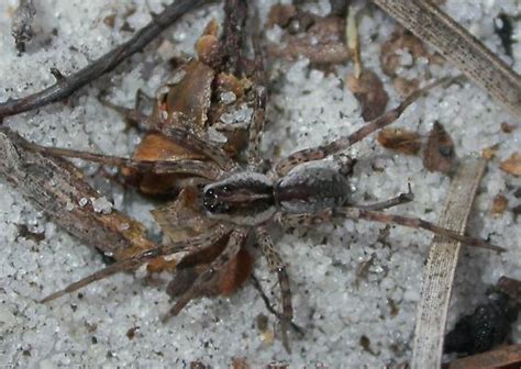 Arctosa Littoralis Bugguide Net