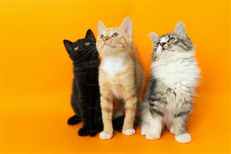 cats licking each other 7