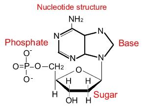 Importance and Chemical structure of Nucleic acids | Science online