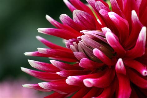 Free Images Nature Leaf Flower Petal Red Botany Flora Close Up