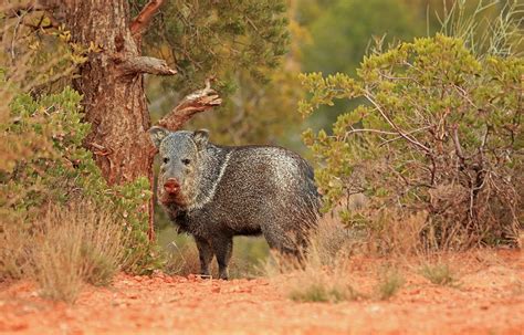 Sedona Javelina Photograph By Donna Kennedy Fine Art America