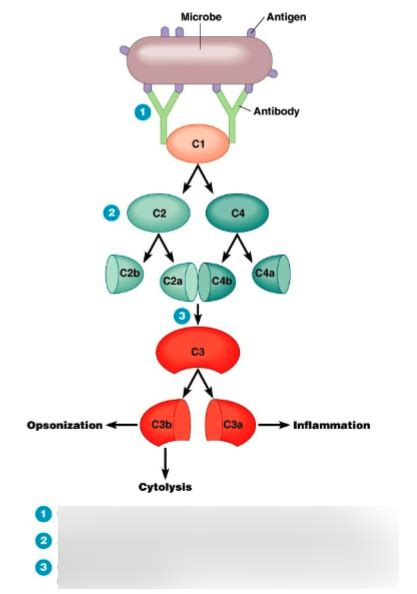 Microbiology Unit Classic Complement Pathway Diagram Quizlet