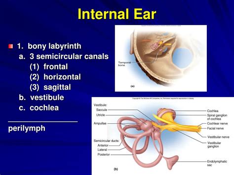 Ppt The Special Senses Powerpoint Presentation Free Download Id 635993