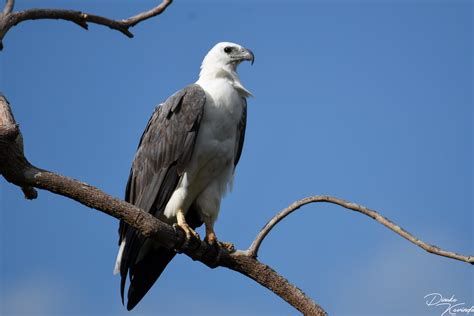 White Bellied Sea Eagle Haliaeetus Leucogaster Press L Flickr