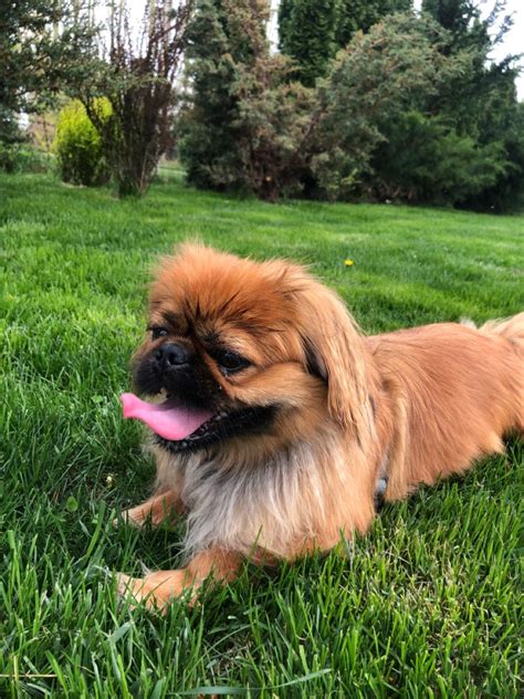 15 Realities That New Pekingese Owners Must Accept Artofit