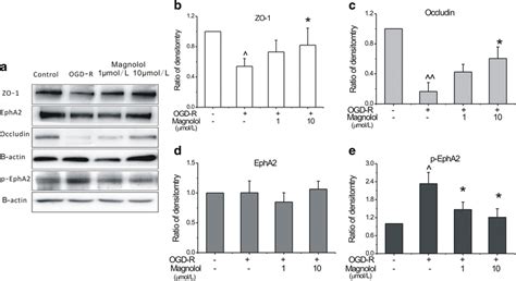 The Expression Levels Of Epha2 P Epha2 Zo 1 And Occludin In Ogd R