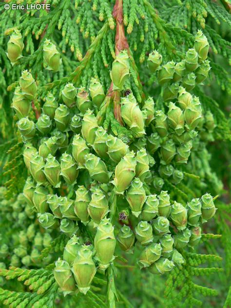 Fiche Thuja Occidentalis