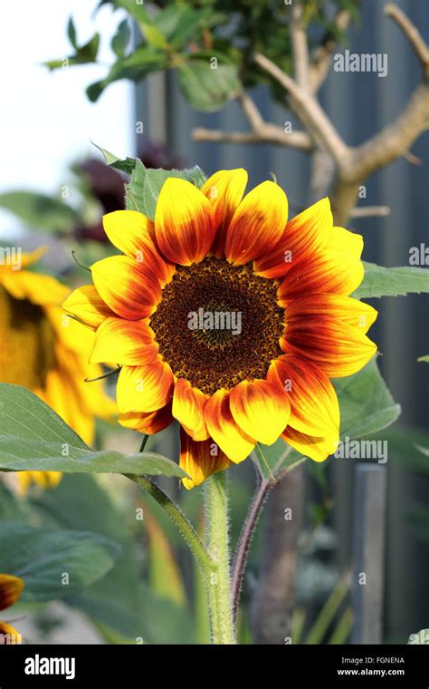 Helianthus Annuus Or Known As Golden Prominence F1 Sunflower Stock