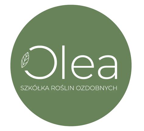 Czosnek olbrzymi Allium giganteum Olea Szkółka Roślin Ozdobnych