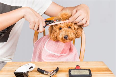 What Is A Puppy Cut And Why Is It So Popular Dr Marty Pets