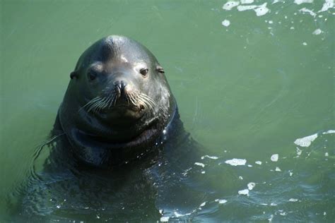 California Sea Lion Wikicaliforniaseal Ezio