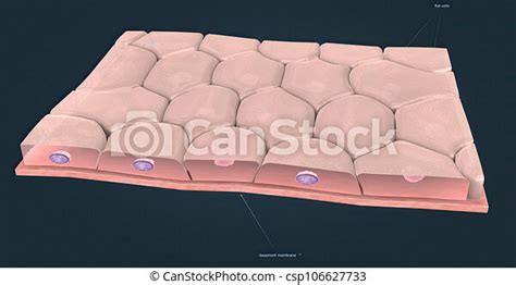 Simple Cuboidal Epithelium This Type Of Epithelium Is Typically Found