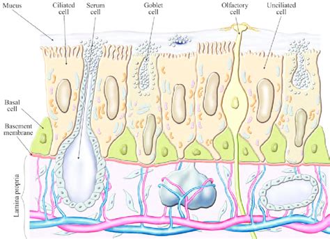 Basal Epithelial Cells