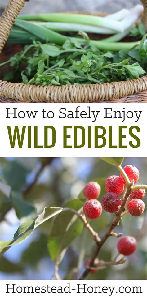 How To Safely Enjoy Wild Edibles