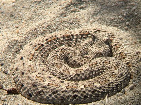 First Aid for Sidewinder Rattlesnake Bite