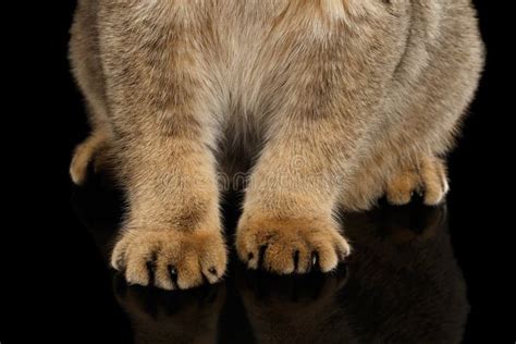 Patas Suaves De Un Lince O Gato De Primer Plano Pelaje Manchado Foto