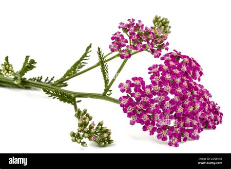 Flores De Milenrama Lat Achillea Millefolium Aislado Sobre Fondo Blanco Fotografía De Stock