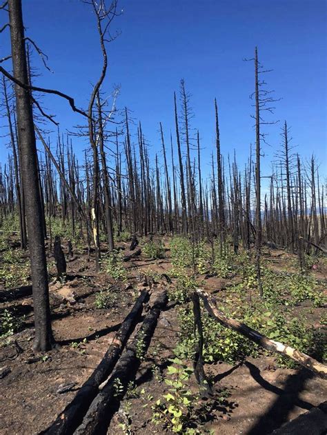 Burning The Forest Not Just The Trees Genomic Science Program