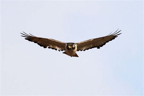 Augur Buzzard - Panorama Safari Camp