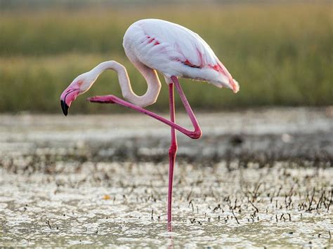 Pourquoi Les Flamants Roses Se Tiennent Sur Une Seule Patte