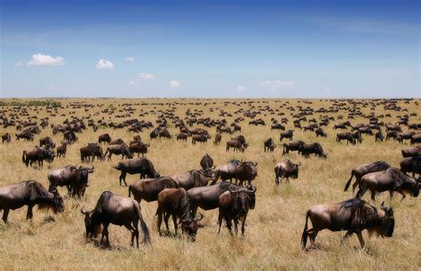 Masai Mara National Reserve Travel Guide Map More