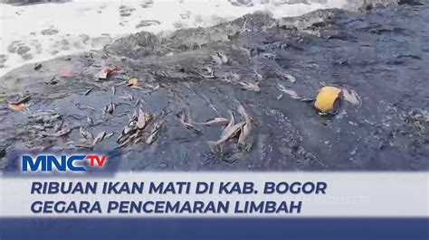 Akibat Pencemaran Limbah Ribuan Ikan Mati Di Kab Bogor LIM 11 09