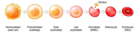 Red Blood Cells Flashcards Quizlet