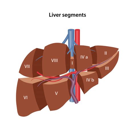 Bile Duct Cancer Symptoms and Treatment | Nexus Surgical