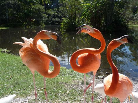 Finding Flamingos in Florida - Lucy Tobias