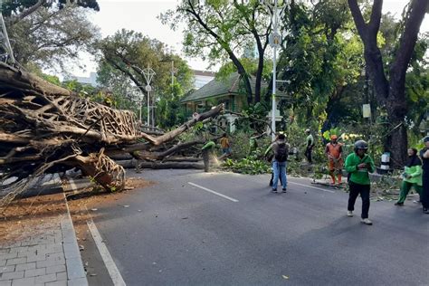 Fakta Pohon Beringin Berusia Ratusan Tahun Tumbang Di Menteng Keropos