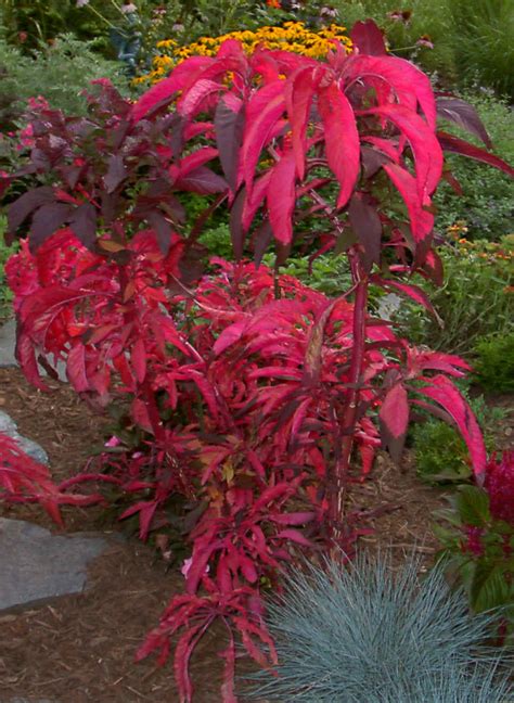 MUNDO JARDIN: AMARANTO (AMARANTHUS SPP.)