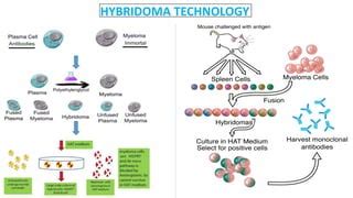 Hybridoma technology