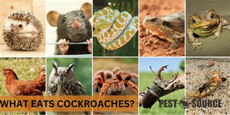 What Eats Cockroaches? - Pest Source