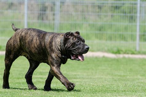 5 Things To Know About The Presa Canario Petful