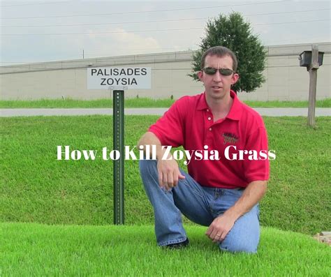 How to Kill Zoysia Grass - Houston Grass South Missouri City Pearland