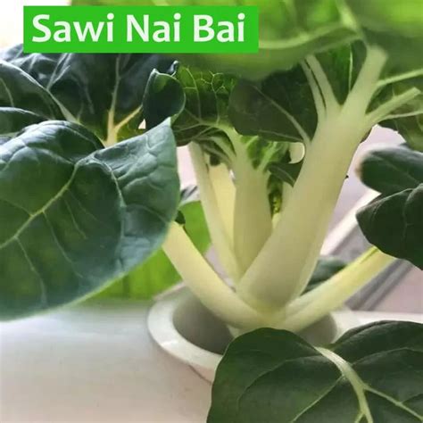 Benih Sawi Nai Bai Known You Seed STORE GOLDEN FARM 99 Hydroponic