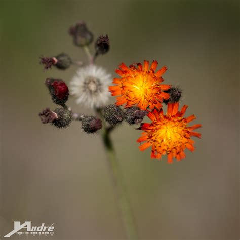 Flower Orange Hawkweed Hieracium Aurantiacum Thank You O Flickr